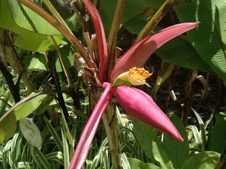 Puerto de la Cruz Botanical Gardens